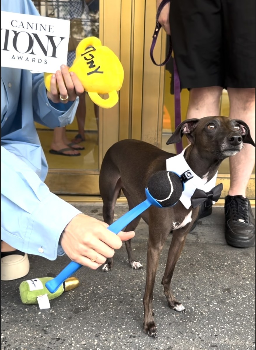 Dracula the Italian Greyhound.